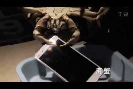 Xiaomi does creepy durability test, gives chance to Crabs and Lobsters to break its Mi4
