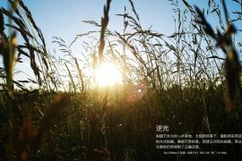 Xiaomi Mi Max 2 camera samples available