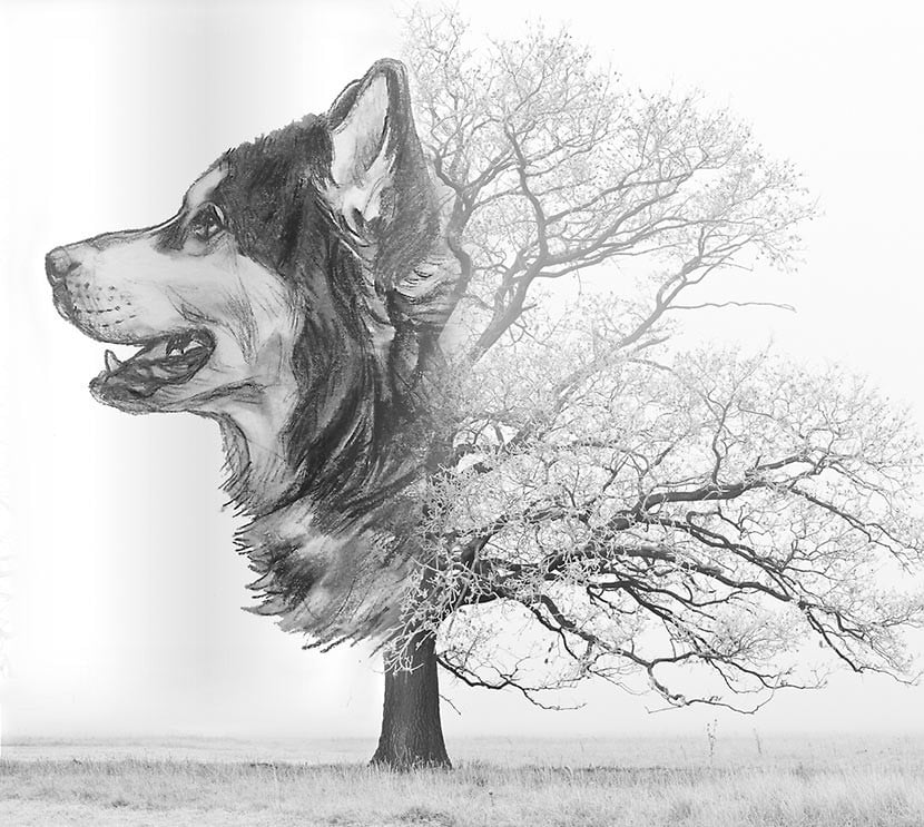 Best Free Photoshop Plugins Laplacian Blend 