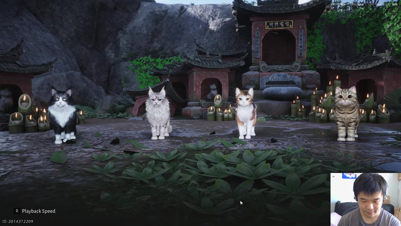Choose your cat