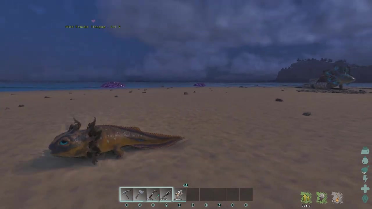 Find a Tidepup on the beach